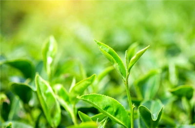 Epigalokatekin Gallat (EGCG)