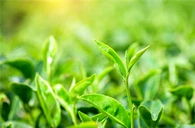 Epigalokatekin Gallat (EGCG)