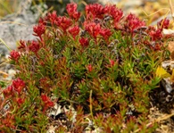 Ekstrak Rhodiola Rosea